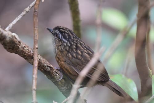 Mountain Wren-Babbler