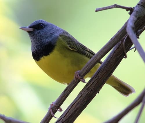 Mourning Warbler