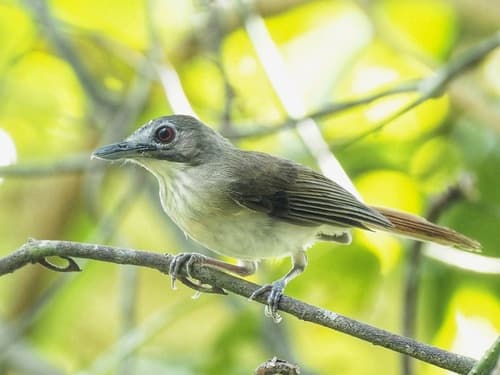 Moustached Babbler