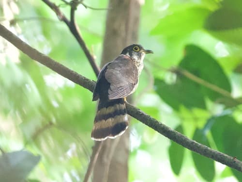 Moustached Hawk-Cuckoo