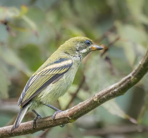 Moustached Tinkerbird