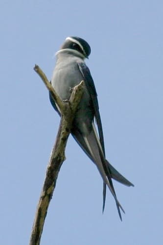 Moustached Treeswift