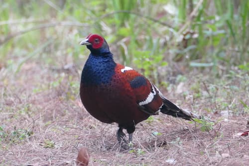 Mrs. Hume's Pheasant