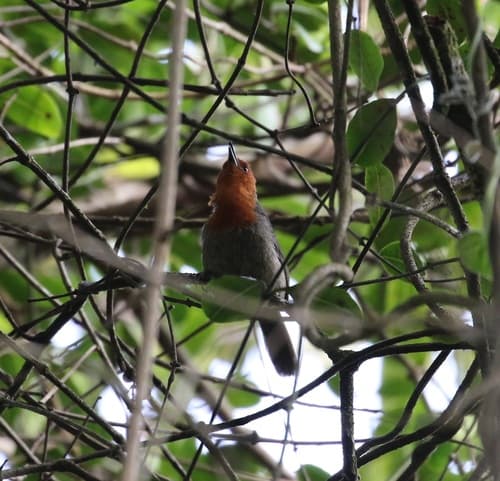 Mrs. Moreau's Warbler