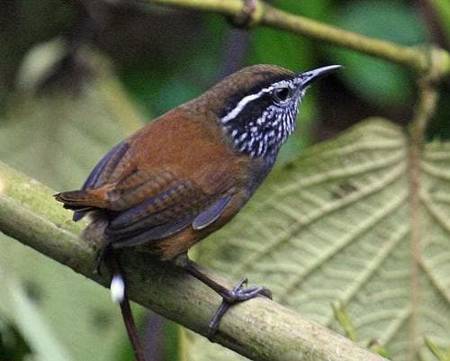 Munchique Wood-Wren
