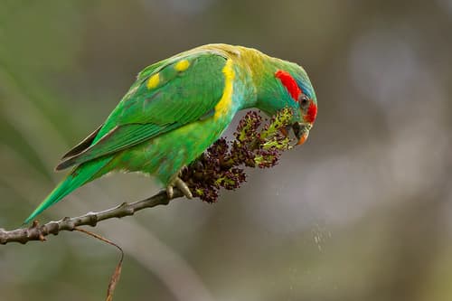 Musk Lorikeet