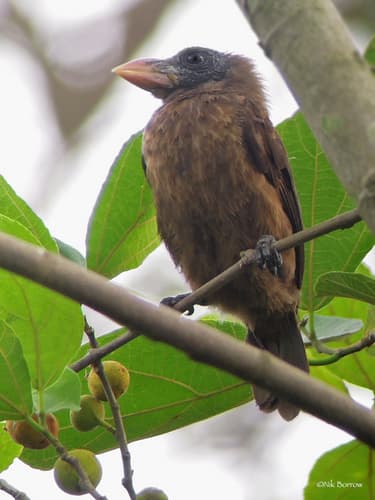 Naked-faced Barbet