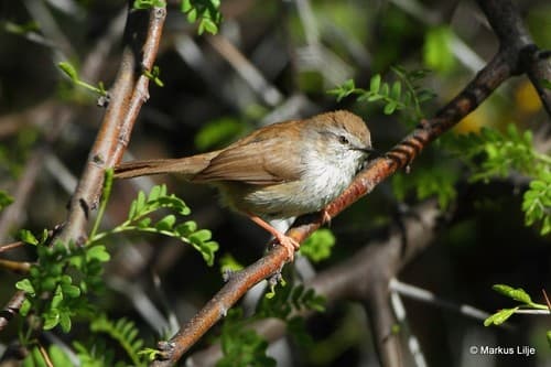 Namaqua Warbler