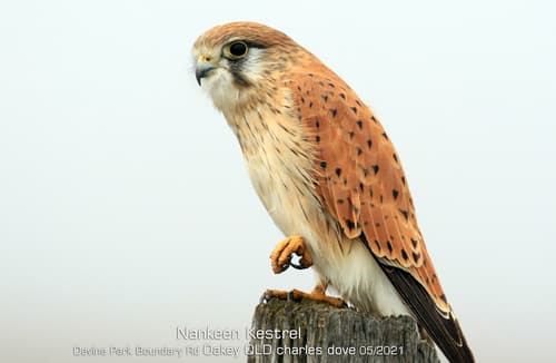 Nankeen Kestrel