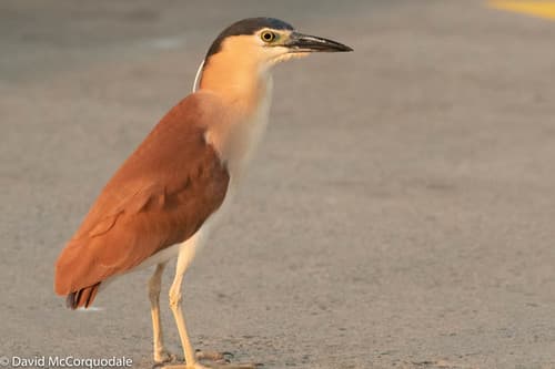 Nankeen Night Heron