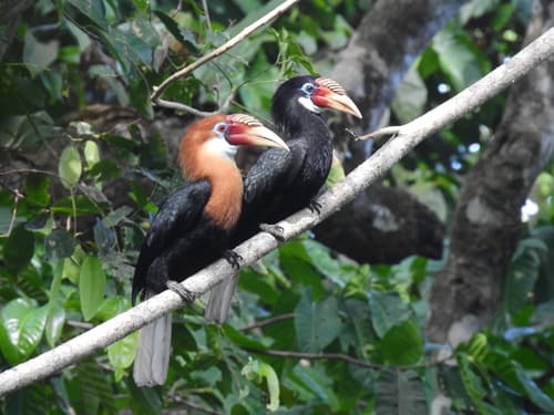 Narcondam Hornbill