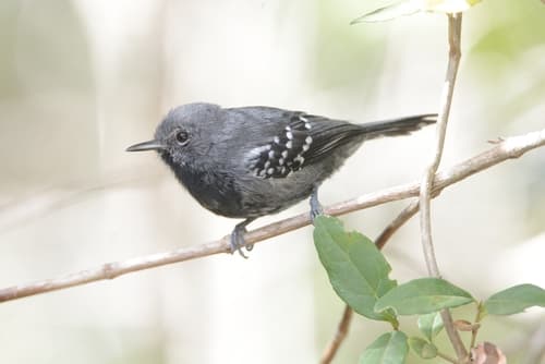 Narrow-billed Antwren
