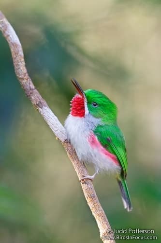 Narrow-billed Tody