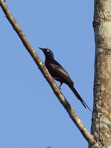 Narrow-tailed Starling