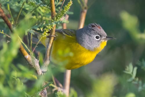 Nashville Warbler
