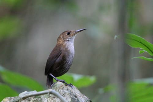 Nava's Wren
