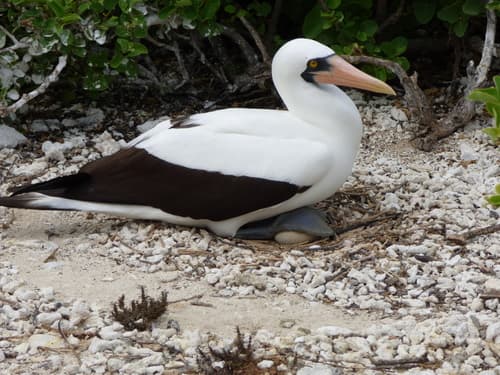Nazca Booby