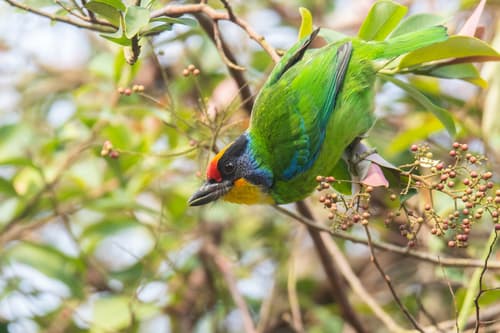 Necklaced Barbet