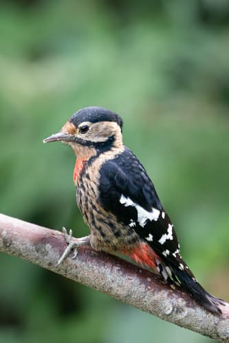 Necklaced Woodpecker