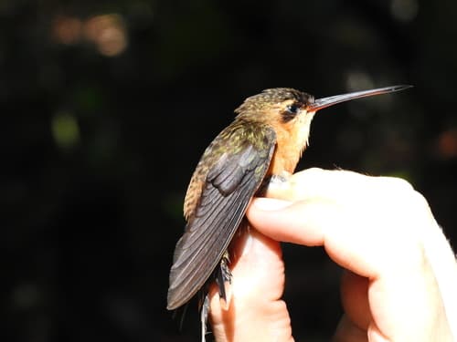 Needle-billed Hermit