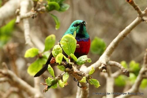 Neergaard's Sunbird