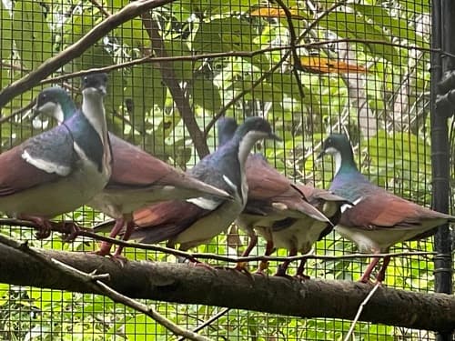 Negros Bleeding-heart