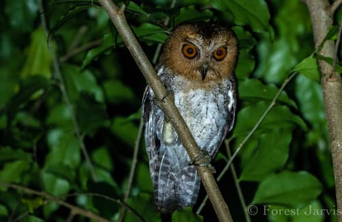 Negros Scops-Owl