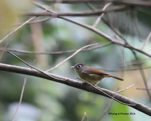 Nepal Fulvetta