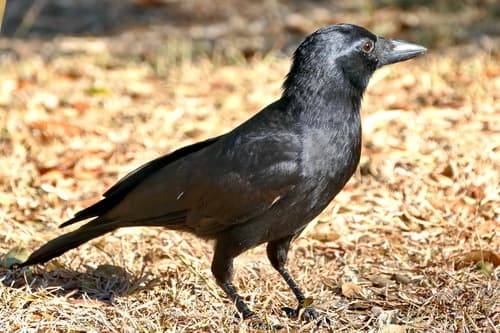 New Caledonian Crow