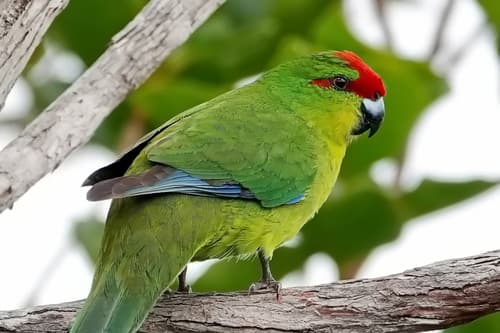 New Caledonian Parakeet