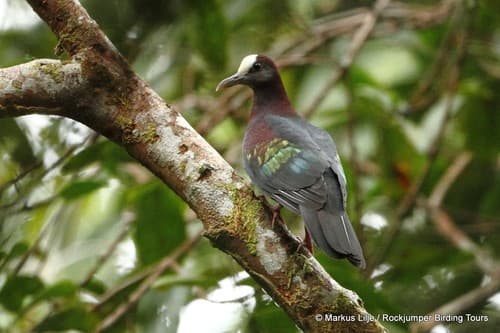 New Guinea Bronzewing
