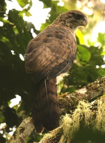 New Guinea Eagle