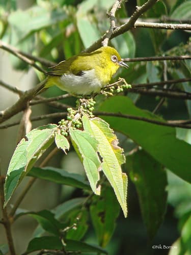 New Guinea White-eye