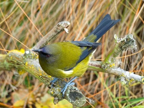 New Zealand Bellbird