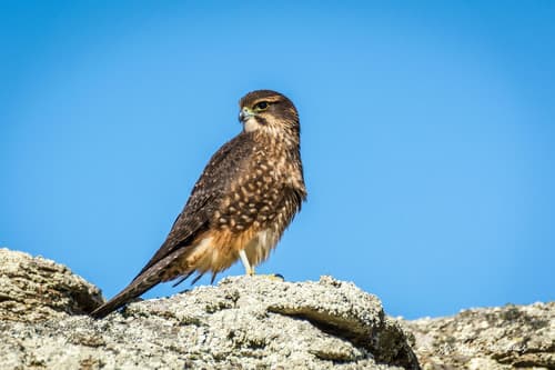 New Zealand Falcon