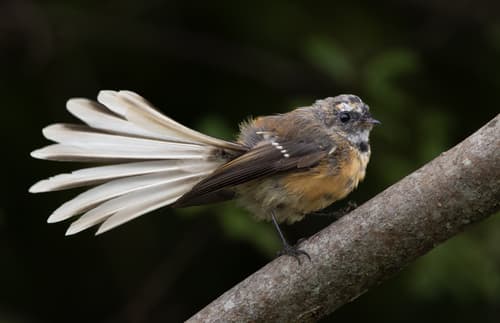 New Zealand Fantail