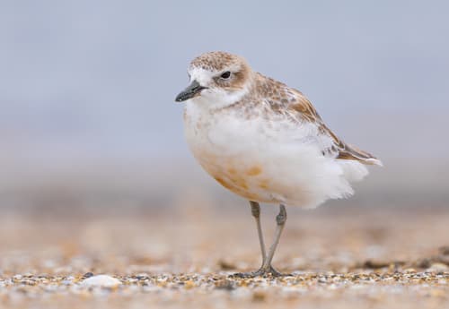 New Zealand Plover