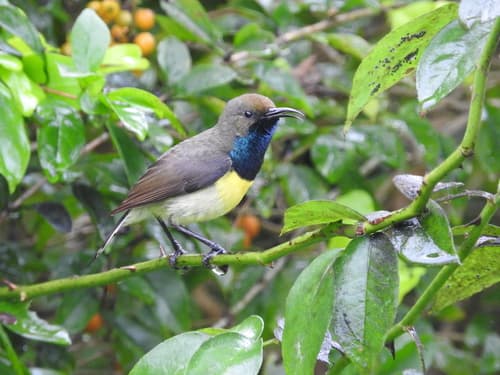 Newton's Sunbird