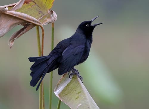 Nicaraguan Grackle