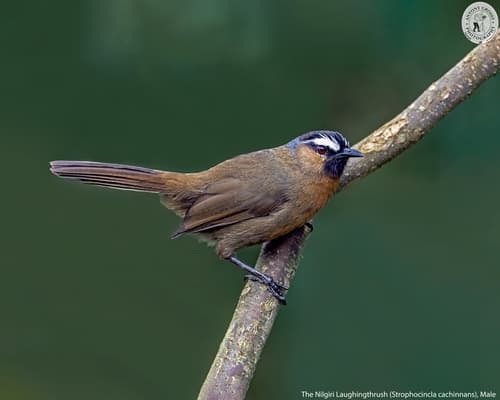 Nilgiri Laughingthrush