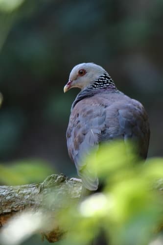 Nilgiri Wood-Pigeon