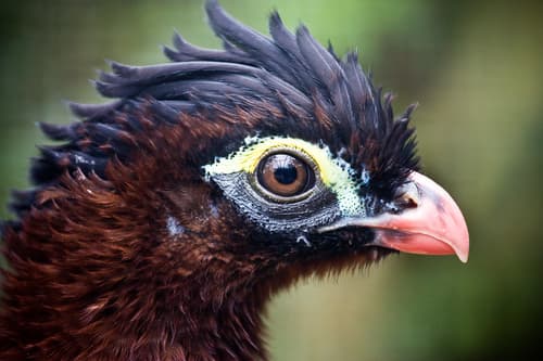 Nocturnal Curassow