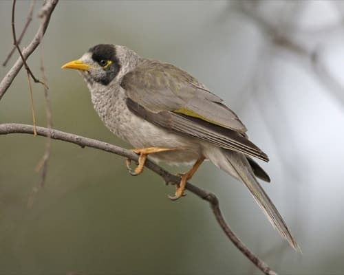 Noisy Miner