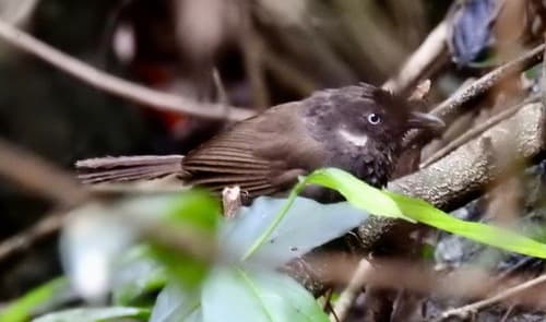 Nonggang Babbler
