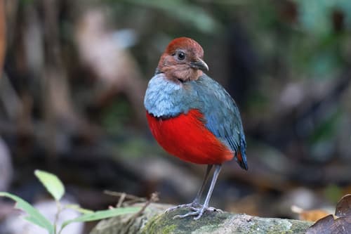 North Moluccan Pitta