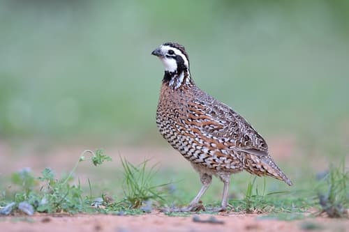 Northern Bobwhite