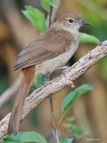 Northern Brownbul