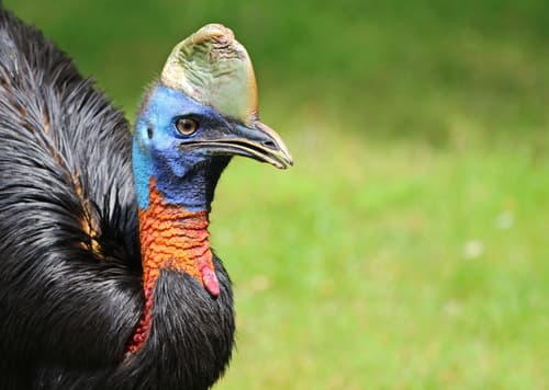 Northern Cassowary