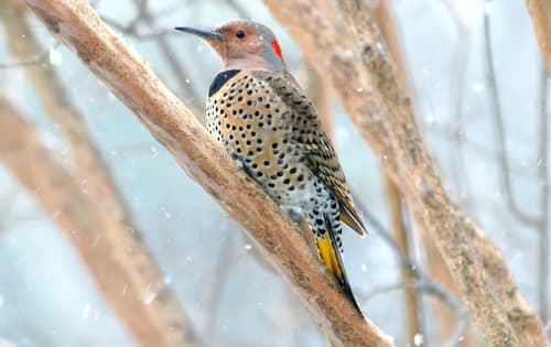 Northern Flicker