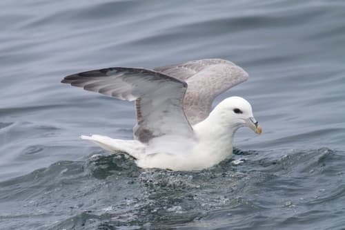 Northern Fulmar